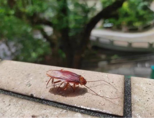 How Cockroach Control Singapore Eliminates Hidden Infestations